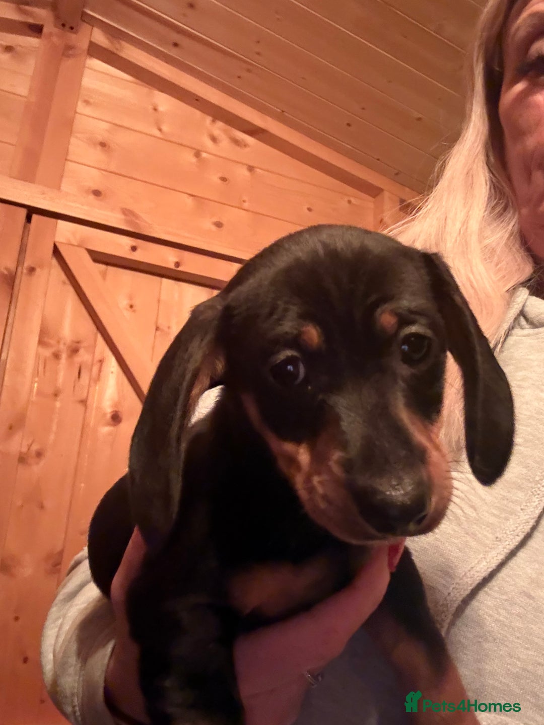Miniature Dachshund dogs for sale: KC REGISTERED MINIATURE DACHSHUND PUPS - Advert 4