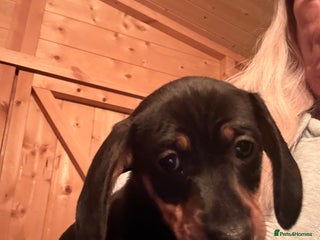 Miniature Dachshund dogs KC REGISTERED MINIATURE DACHSHUND PUPS - Advert 6