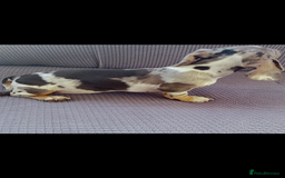 Dachshund dogs for sale: Beautiful Min Dachsund Pups - Image 6