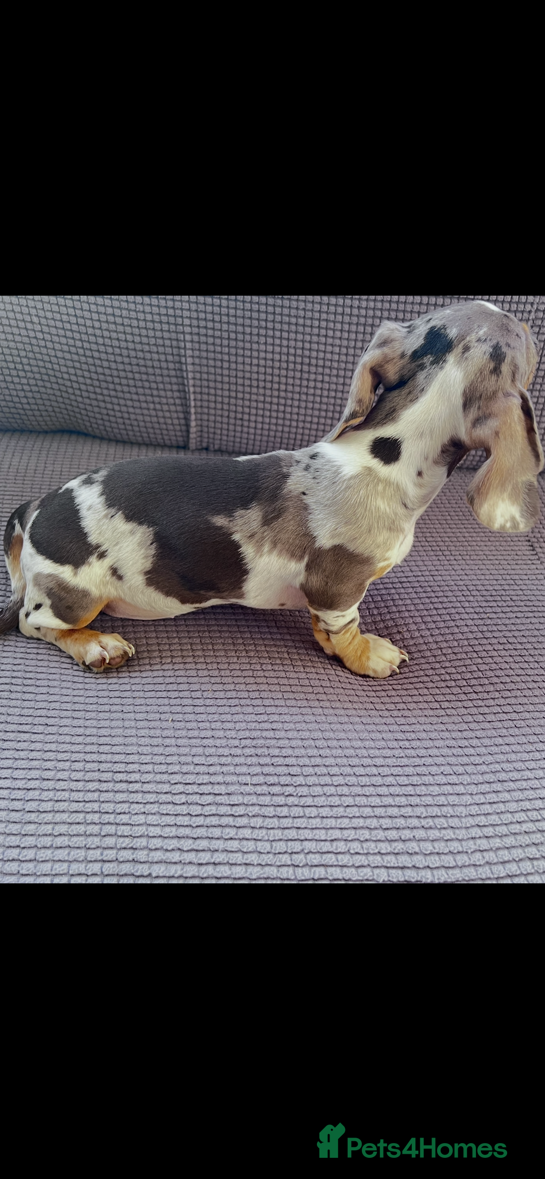 Dachshund dogs for sale: Beautiful Min Dachsund Pups - Image 6