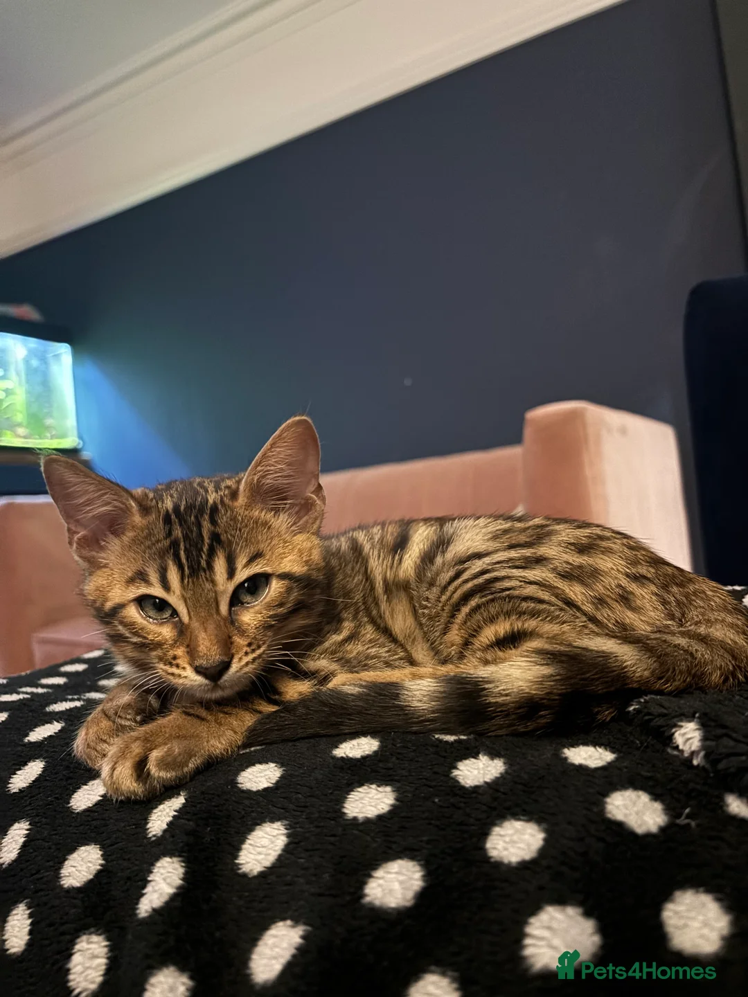 Bengal cats for sale: Pure bread Bengals - Advert 16