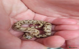 Snake reptiles for sale: Western Hognose CB25 babies UPDATED - Image 15