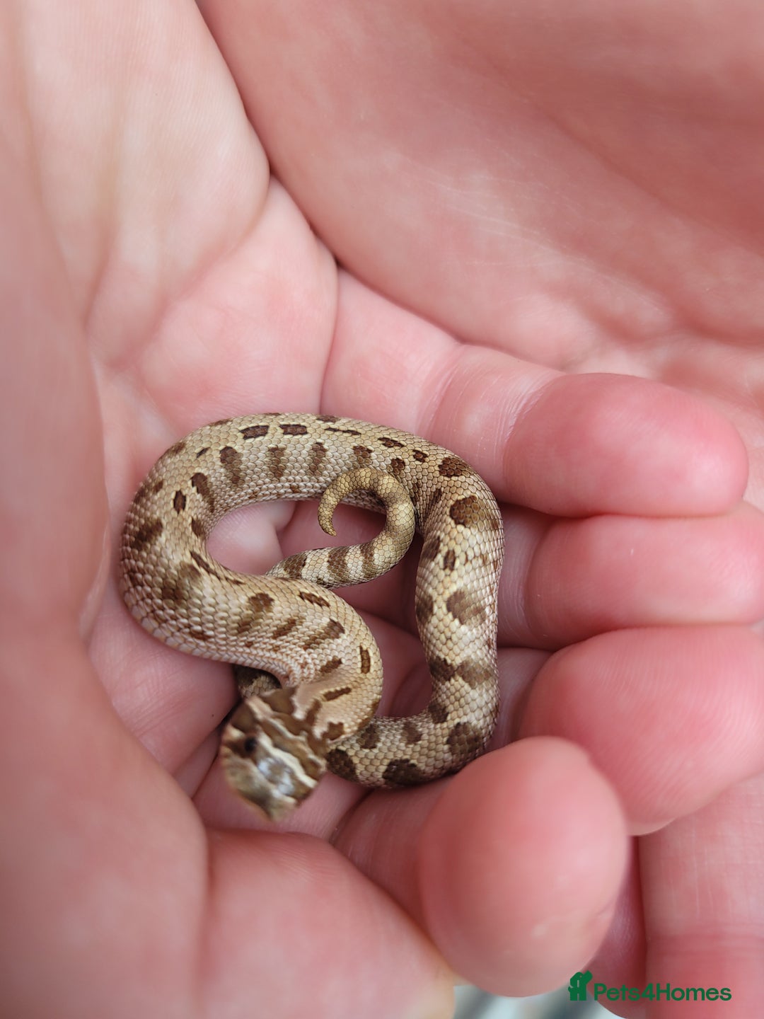 Snake reptiles for sale: Western Hognose CB25 babies UPDATED - Image 15