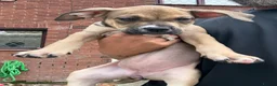 Mixed Breed dogs for sale: Bull presa pups  - Advert 4