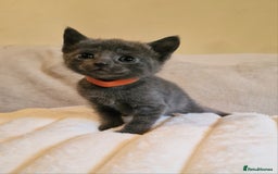 Russian Blue cats for sale: 5 stunning baby blues  - Image 2