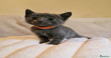 Russian Blue cats - Advert 6