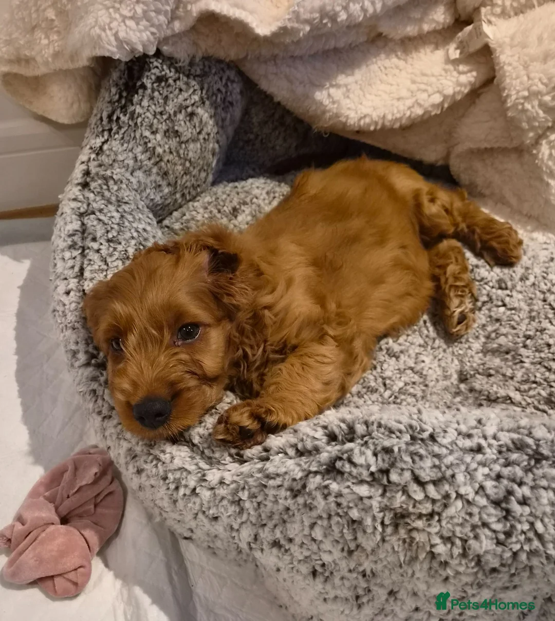 Cavapoo dogs for sale: Gorgeous Cavapoo puppies - Advert 17