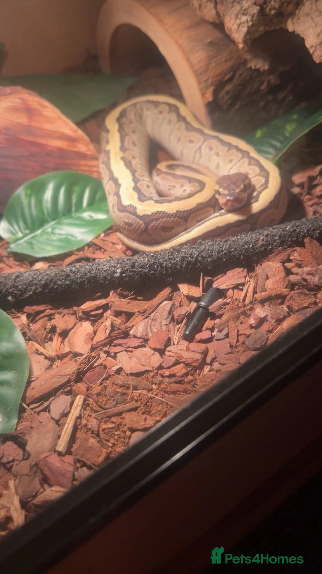 Python Snake reptiles for sale: Lesser pin ball python  in Leamington Spa - Advert 2