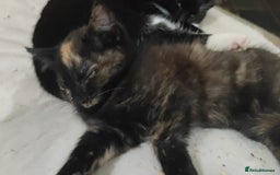 Mixed Breed cats for sale: One male and one female kittens - Image 2