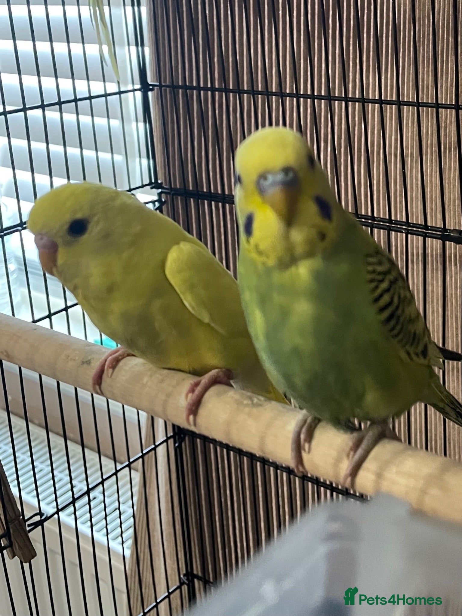 Budgerigars birds Young budgies £20 each - Advert 7