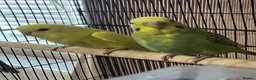 Budgerigars birds for sale: Young budgies £20 each - Advert 1