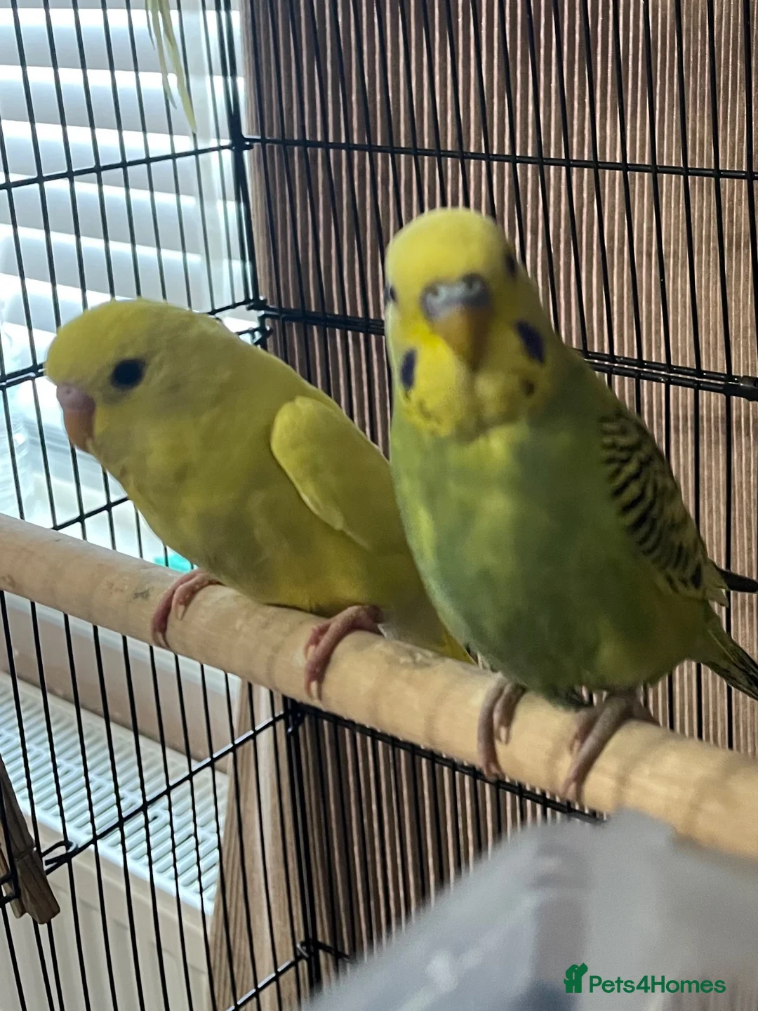 Budgerigars birds for sale: Young budgies £20 each - Advert 1