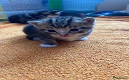 Domestic Shorthair cats for sale: Kittens Ready for Loving Homes – Brighton  - Image 5