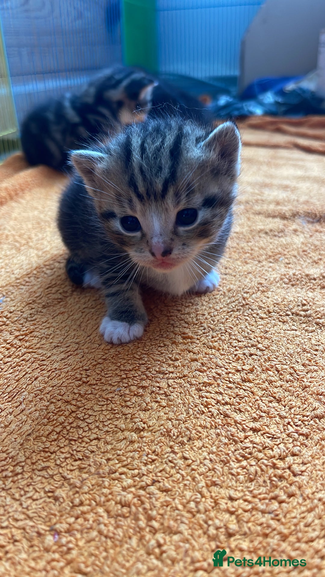 Domestic Shorthair cats for sale: Kittens Ready for Loving Homes – Brighton  - Image 5