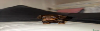 Dachshund 2