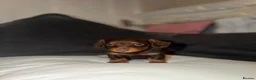 Dachshund dogs for sale: Miniature dachshund  - Advert 2