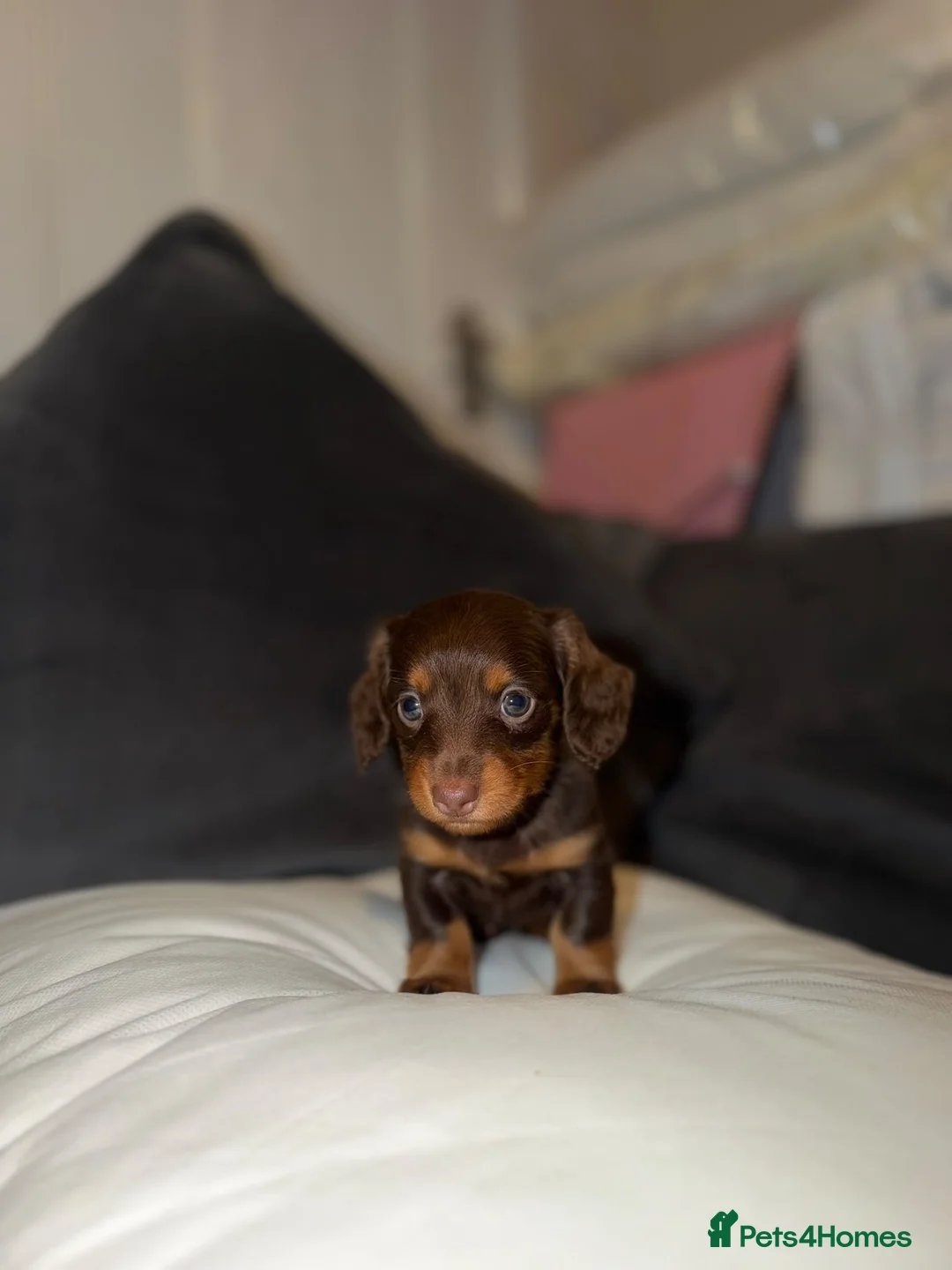 Dachshund dogs for sale: Miniature dachshund  - Advert 2