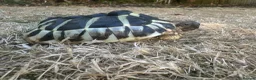 Hermann Tortoise reptiles for sale: Herman Tortoise looking for a new loving home in Southampton - Advert 2