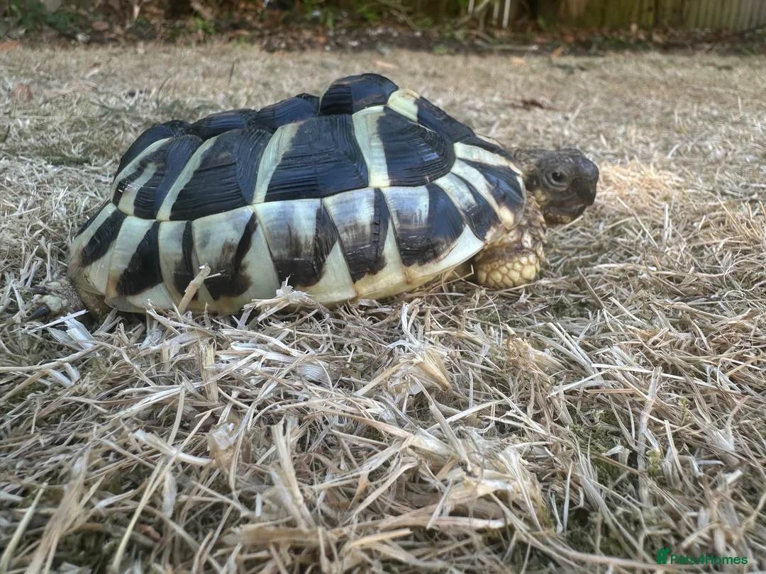 Hermann Tortoise reptiles for sale: Herman Tortoise looking for a new loving home in Southampton - Advert 2