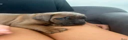 Cane Corso dogs for sale: Ready now 4 beautiful caneCorso pups - Advert 26