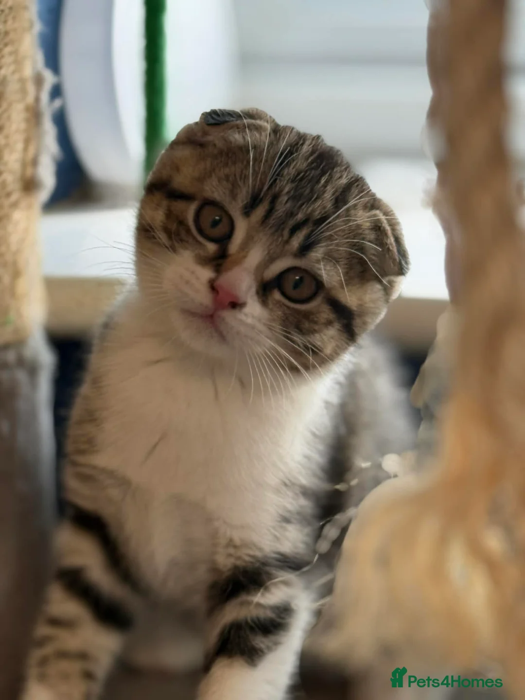 Scottish Fold cats for sale: 1 Scottish Fold Boy still available  - Advert 1