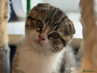 Scottish Fold cats 1 Scottish Fold Boy still available - Advert 3