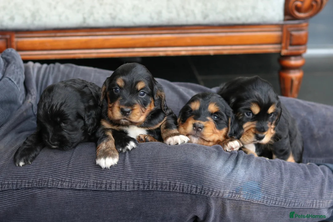 Sprocker dogs for sale: Sprocker Spaniel Puppies  - Advert 13
