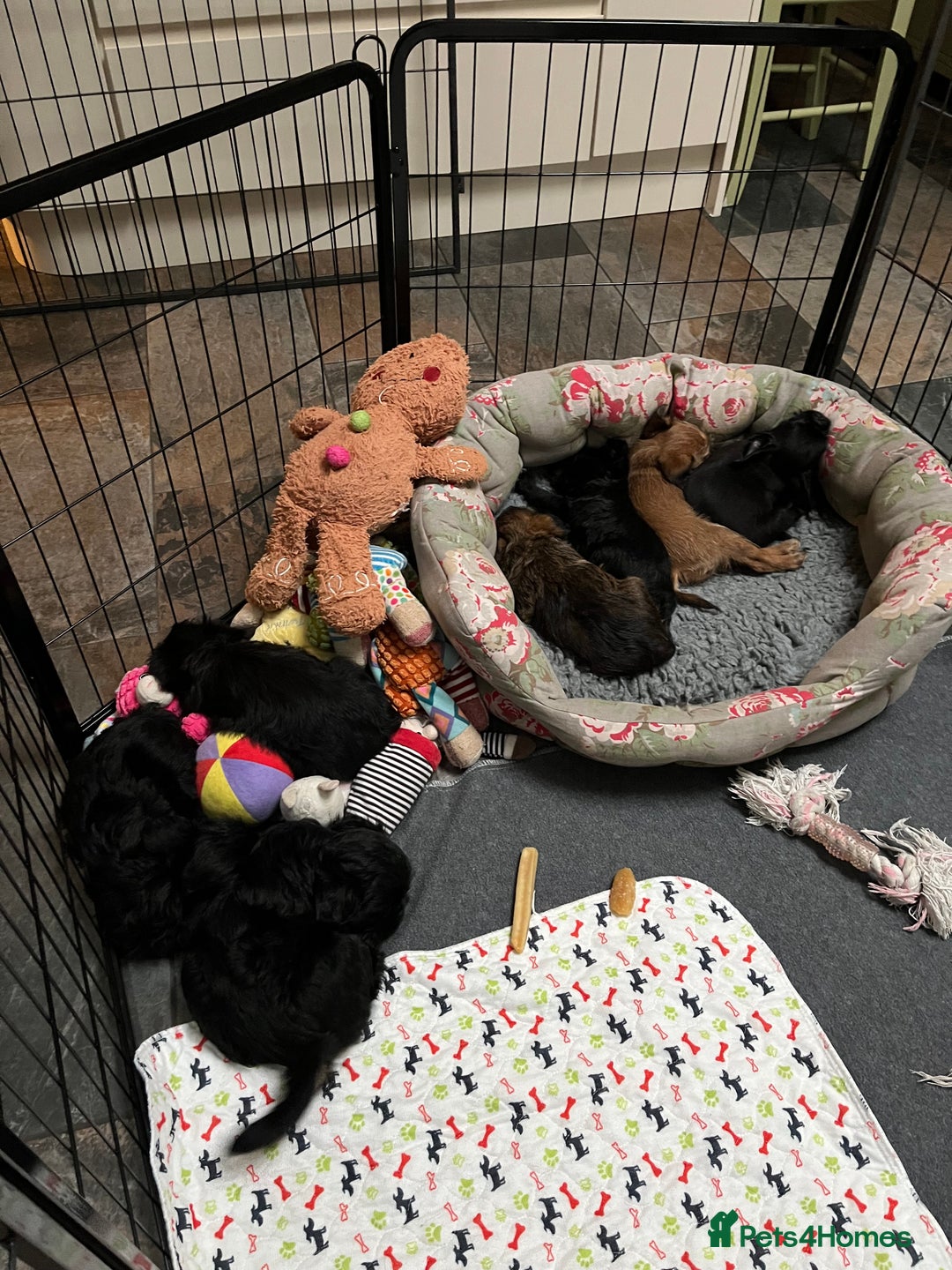 Griffon Bruxellois dogs for sale: New Kids on the Block - Image 17
