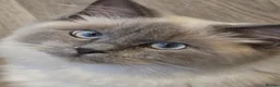 Ragdoll cats for sale: Blue point ragdoll  - Advert 10
