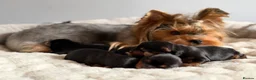 Yorkshire Terrier dogs for sale: Beautiful Yorkshire Terrier Puppies KC reg. - Advert 2