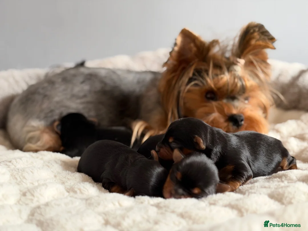 Yorkshire Terrier dogs for sale: Beautiful Yorkshire Terrier Puppies KC reg. - Advert 2