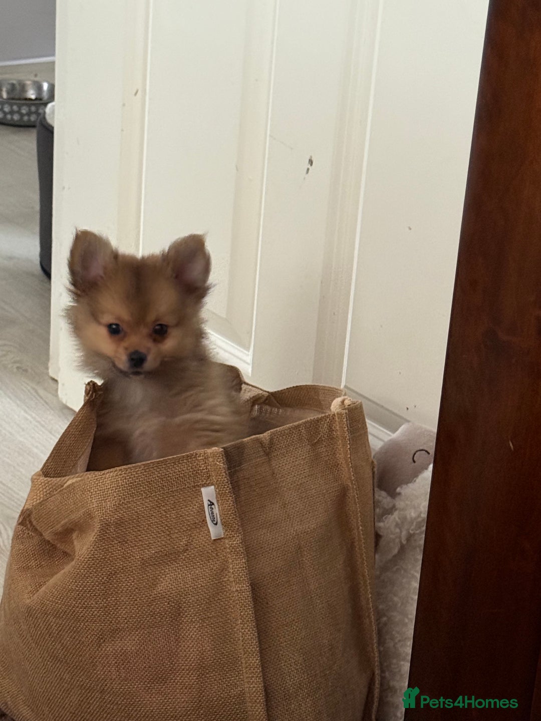Pomeranian dogs for sale: 9 week old Miniature Pomeranian pup - Image 8