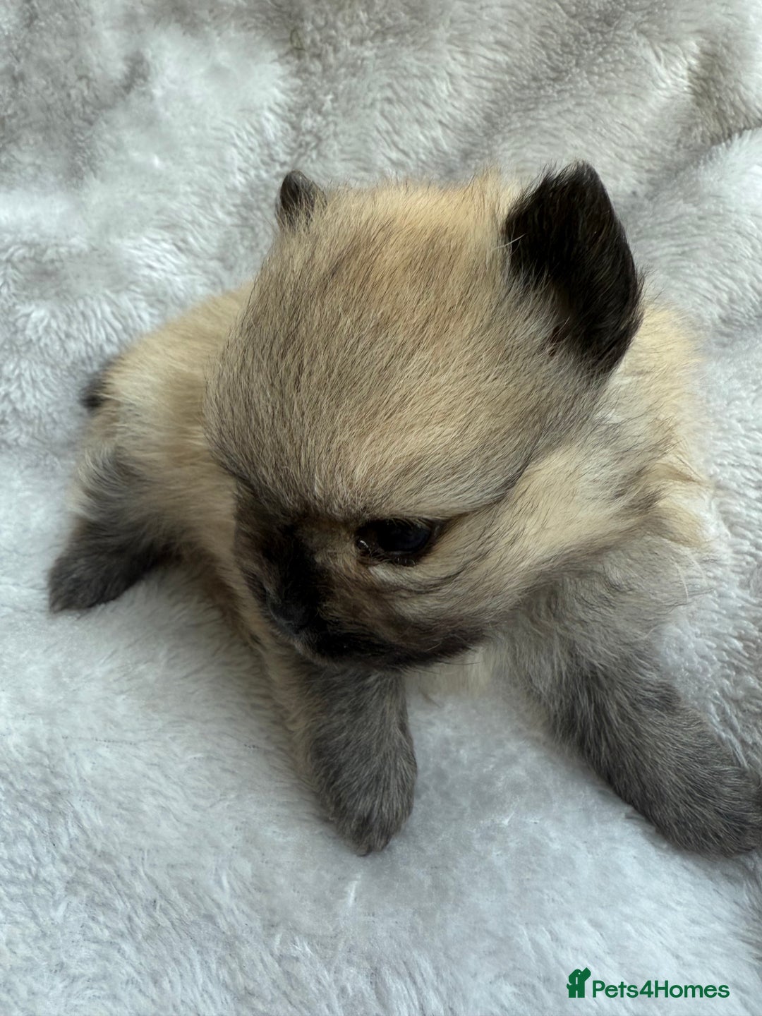 Pomeranian dogs for sale: Gorgeous small Pomeranian puppies 🧸  - Advert 4