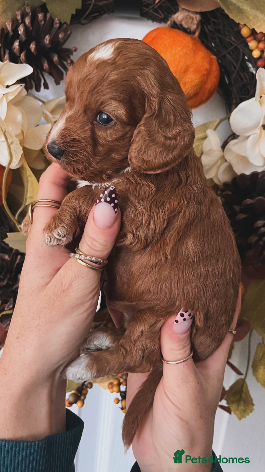 Cockapoo dogs for sale: Cockapoo puppies  - Advert 12