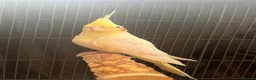 Cockatiels birds for sale: Cockatiel Pair for Sale Complete Setup Included in Luton - Advert 7