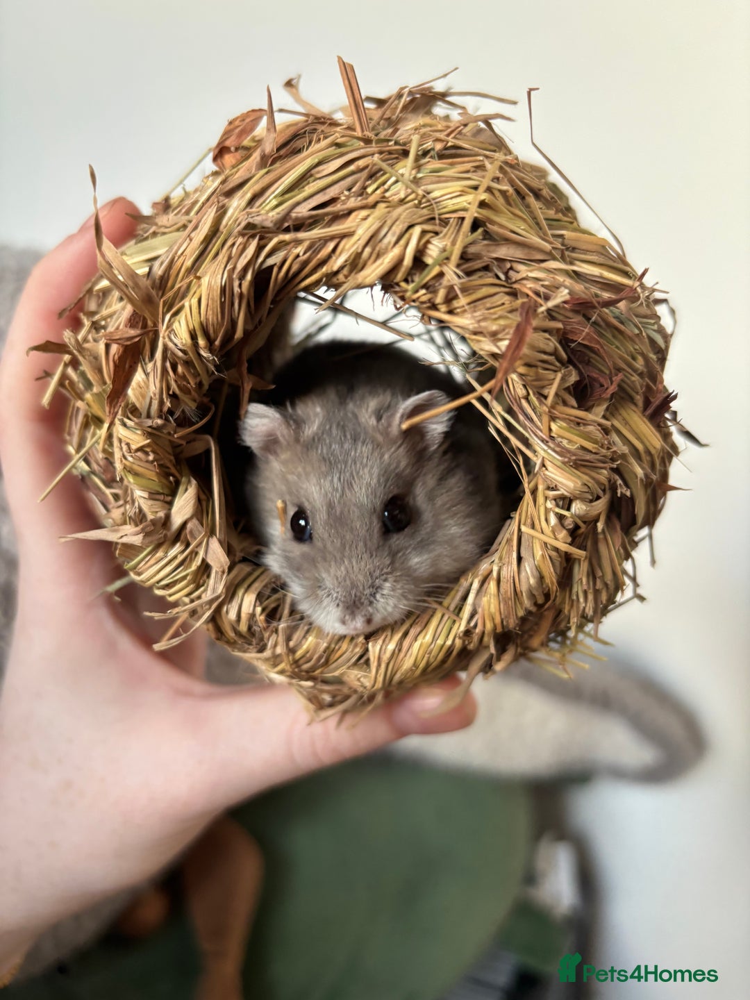 Hamster rodents for sale: selling my dwarf hamster with cage  - Advert 5