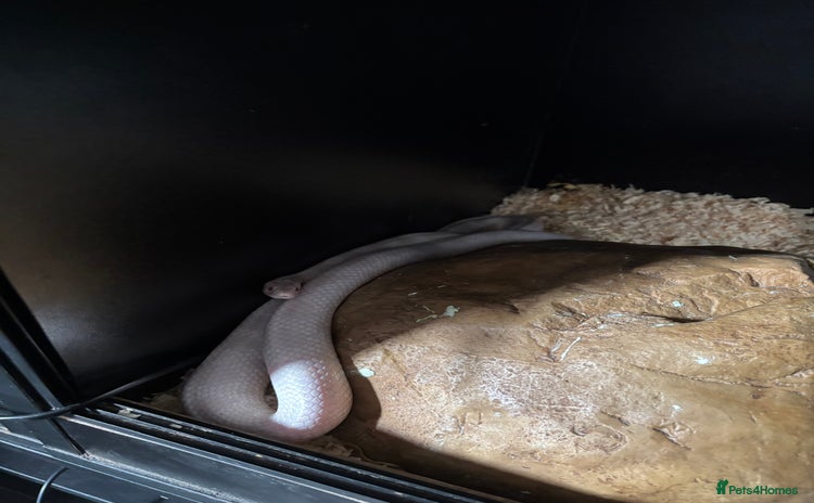 Corn Snake reptiles - Advert 3