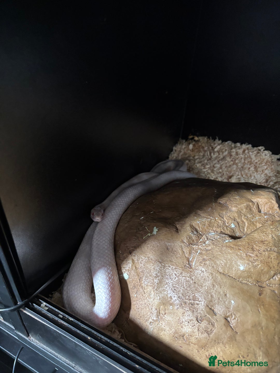 Corn Snake reptiles for sale: CORN SNAKES X 2 in full set ups - Image 1