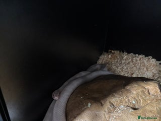 Corn Snake reptiles - Advert 9