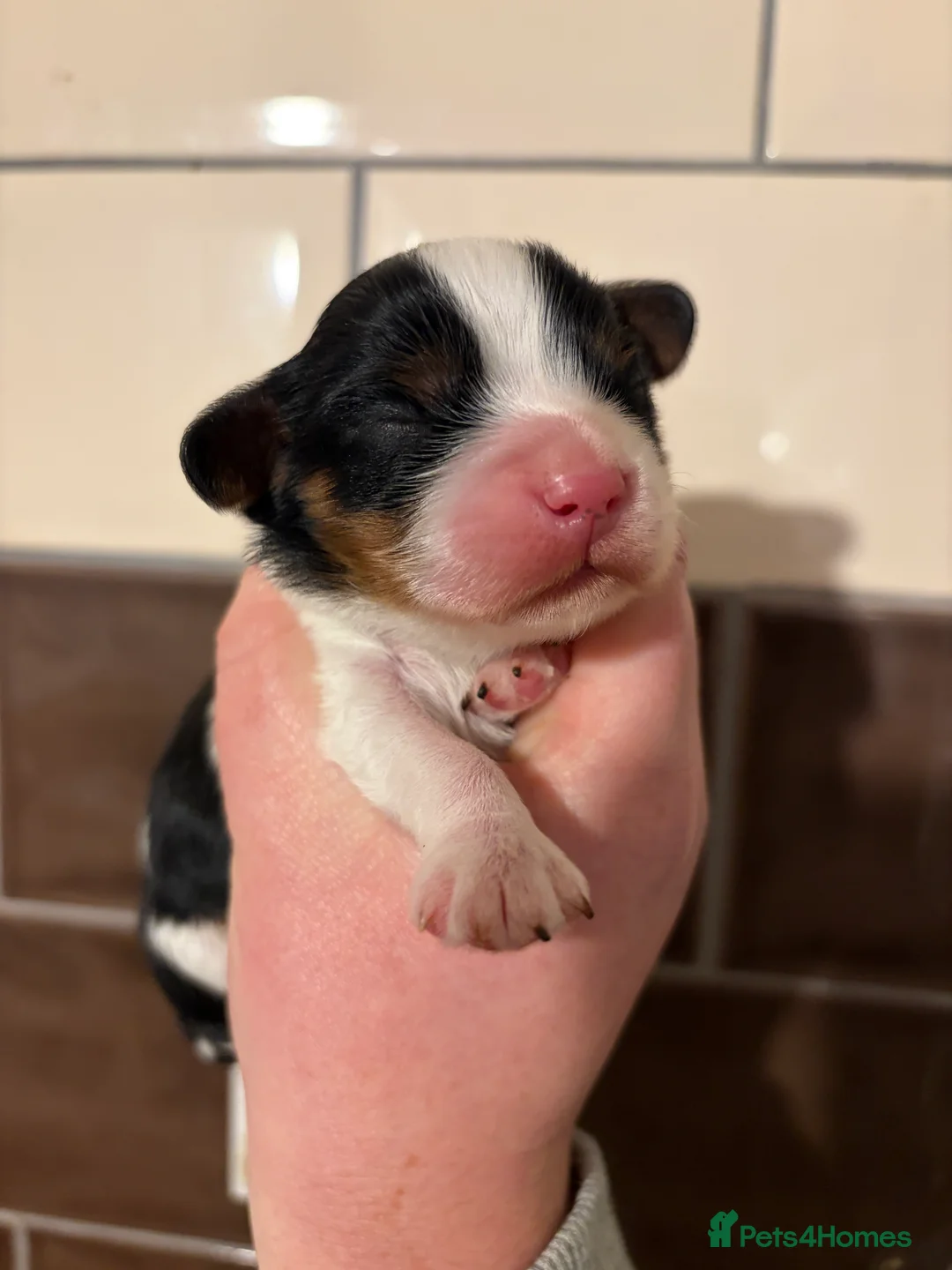 Cavalier King Charles Spaniel dogs for sale: Beautiful tri boy available  - Advert 6