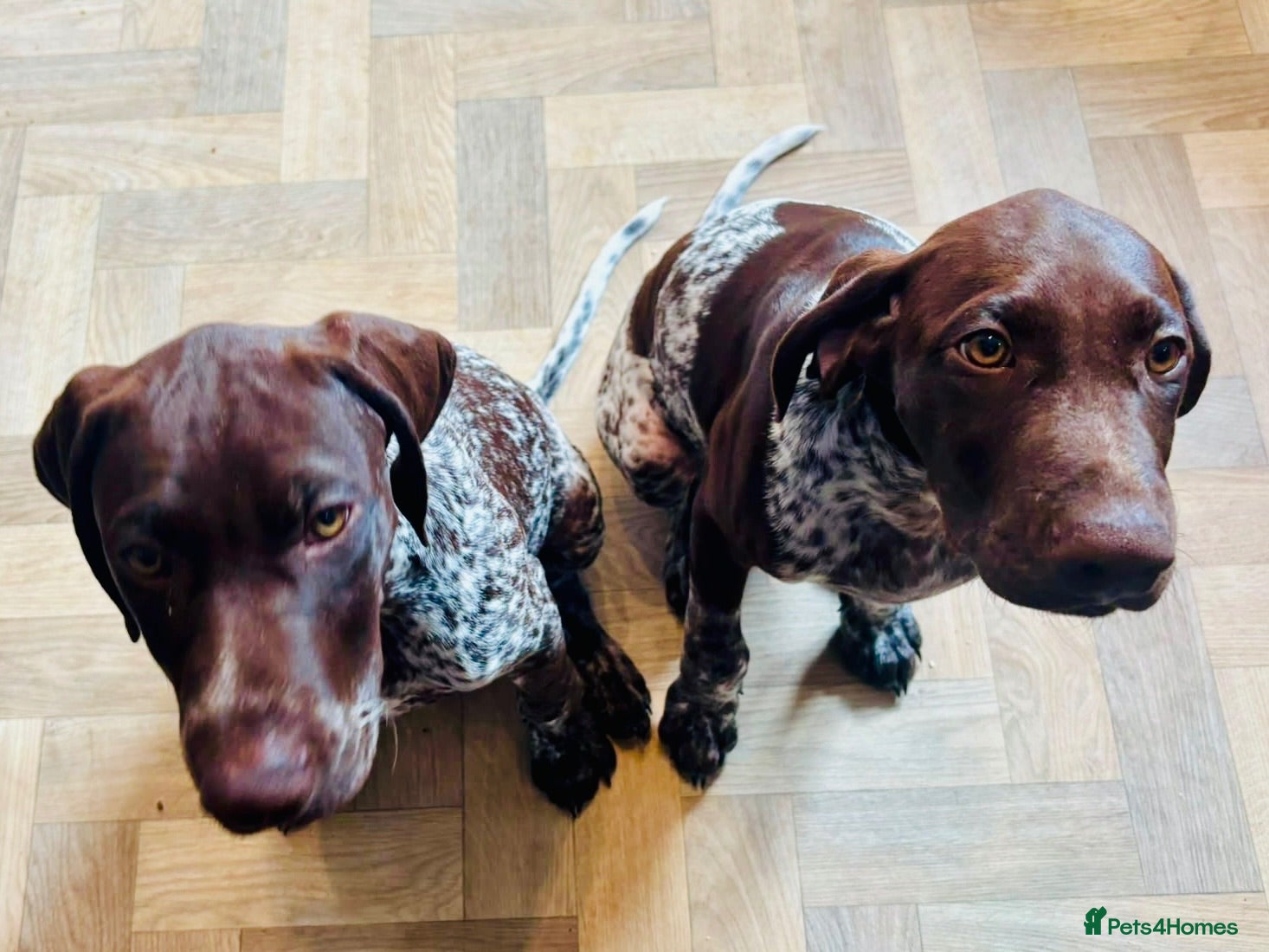 German Shorthaired Pointer dogs KC GSP boys ready for their forever homes ❤️ - Advert 2