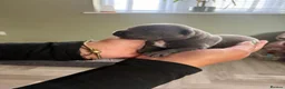 Staffordshire Bull Terrier dogs for sale: KC Registered Blue & Lilac Staffy Puppies 🐾 - Advert 14