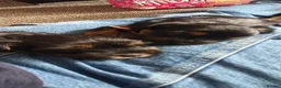 Shorkie dogs for sale: Shorkie puppies  - Advert 7