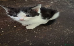 Mixed Breed cats for sale: 5 mixed breed cute kittens  - Image 7