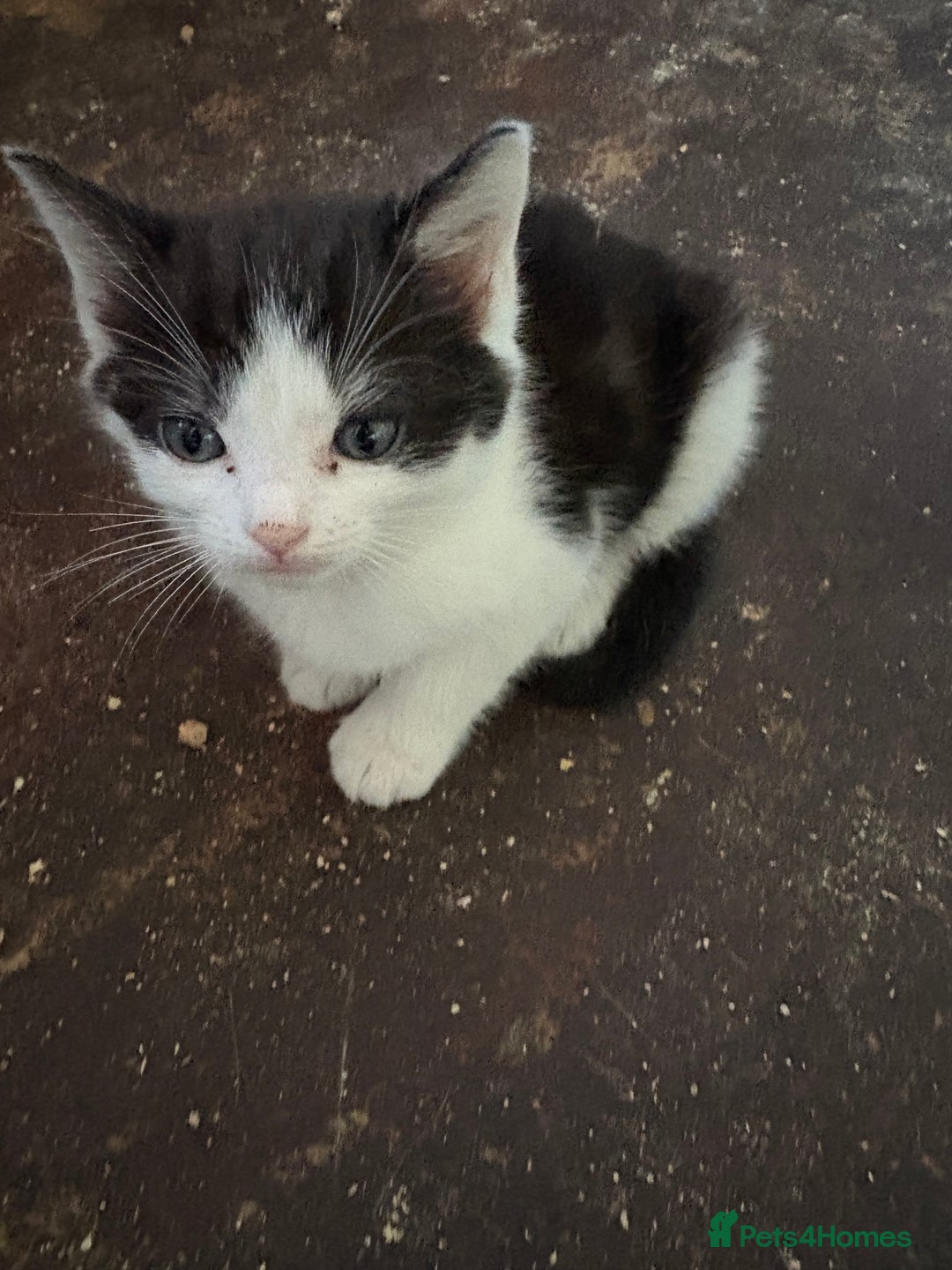 Mixed Breed cats for sale: 5 mixed breed cute kittens  - Image 7