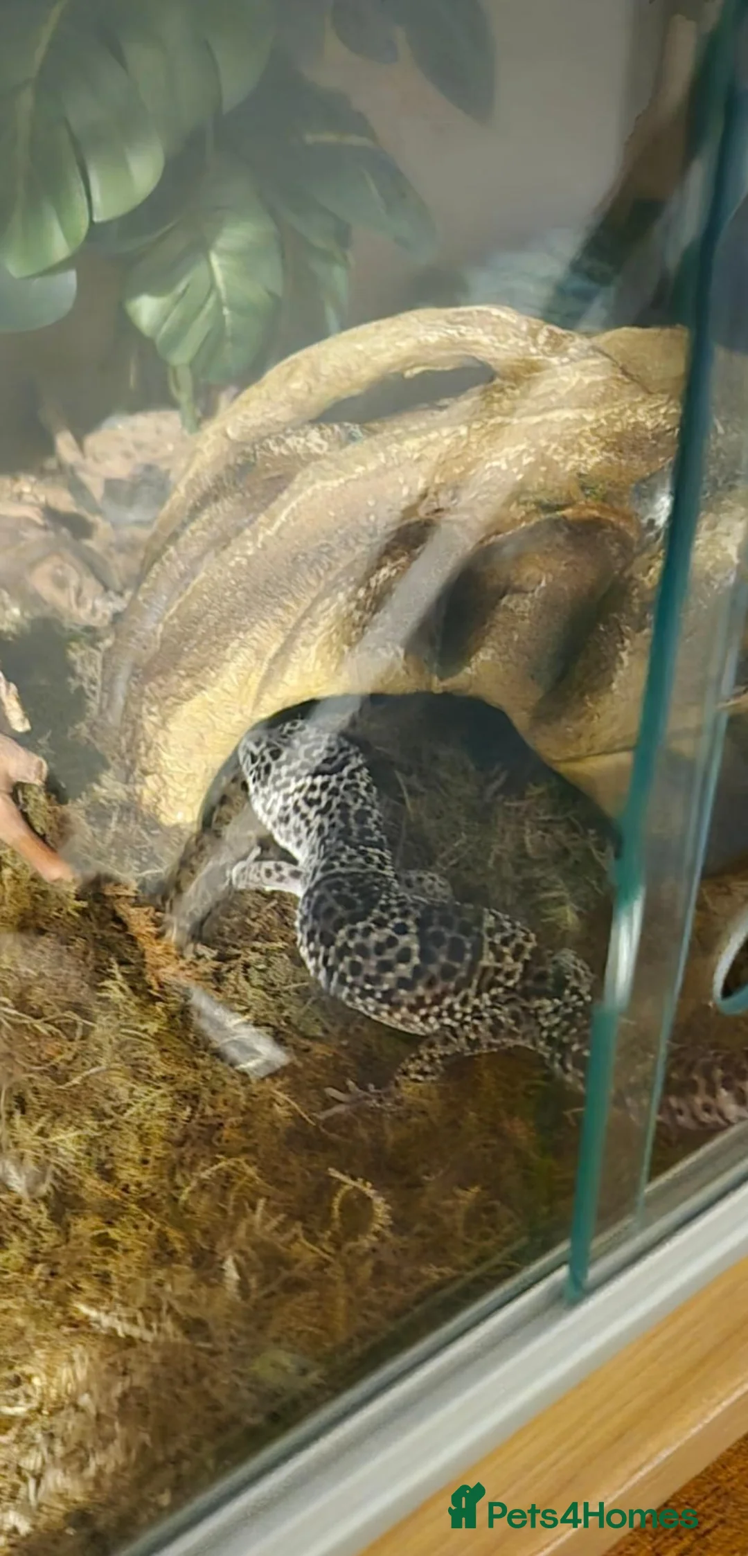 Leopard Gecko reptiles for sale: Black Knight leopard gecko in Warrington - Advert 2