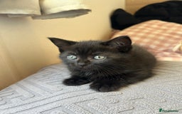 American Shorthair cats for sale: British short haired kitten  - Image 5