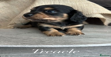 Miniature Dachshund dogs - Advert 6