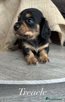 Miniature Dachshund dogs - Advert 6