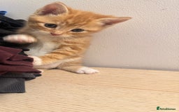 Mixed Breed cats for sale: One ginger male available  - Image 7